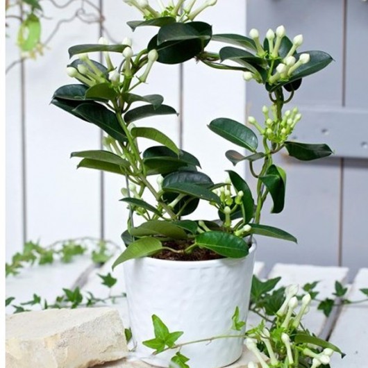 Plante Stephanotis