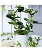 Plante Stephanotis