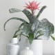 Plante Aechmea