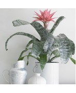 Plante Aechmea