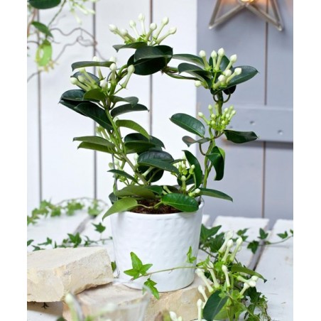 Plante Stephanotis